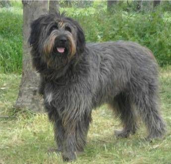 Cane di Fonni alleato della scienza: nel suo Dna la storia della Sardegna Cane di Fonni alleato della scienza: nel suo Dna la storia della Sardegna